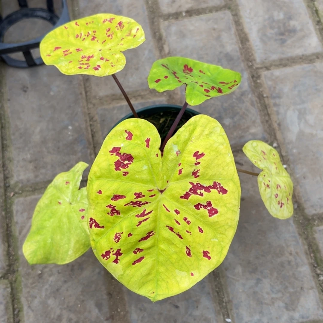 秋香泰国 11-1126