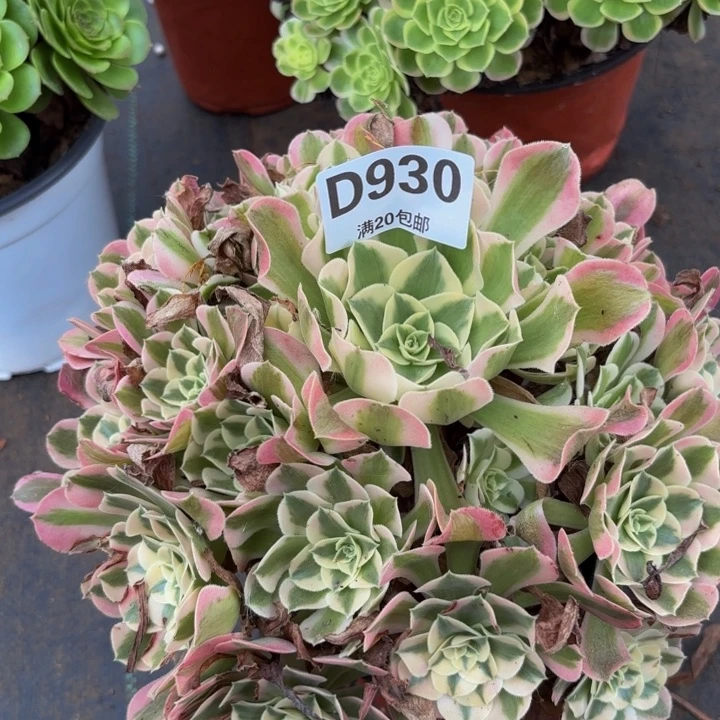 瑞妈多肉植物930布