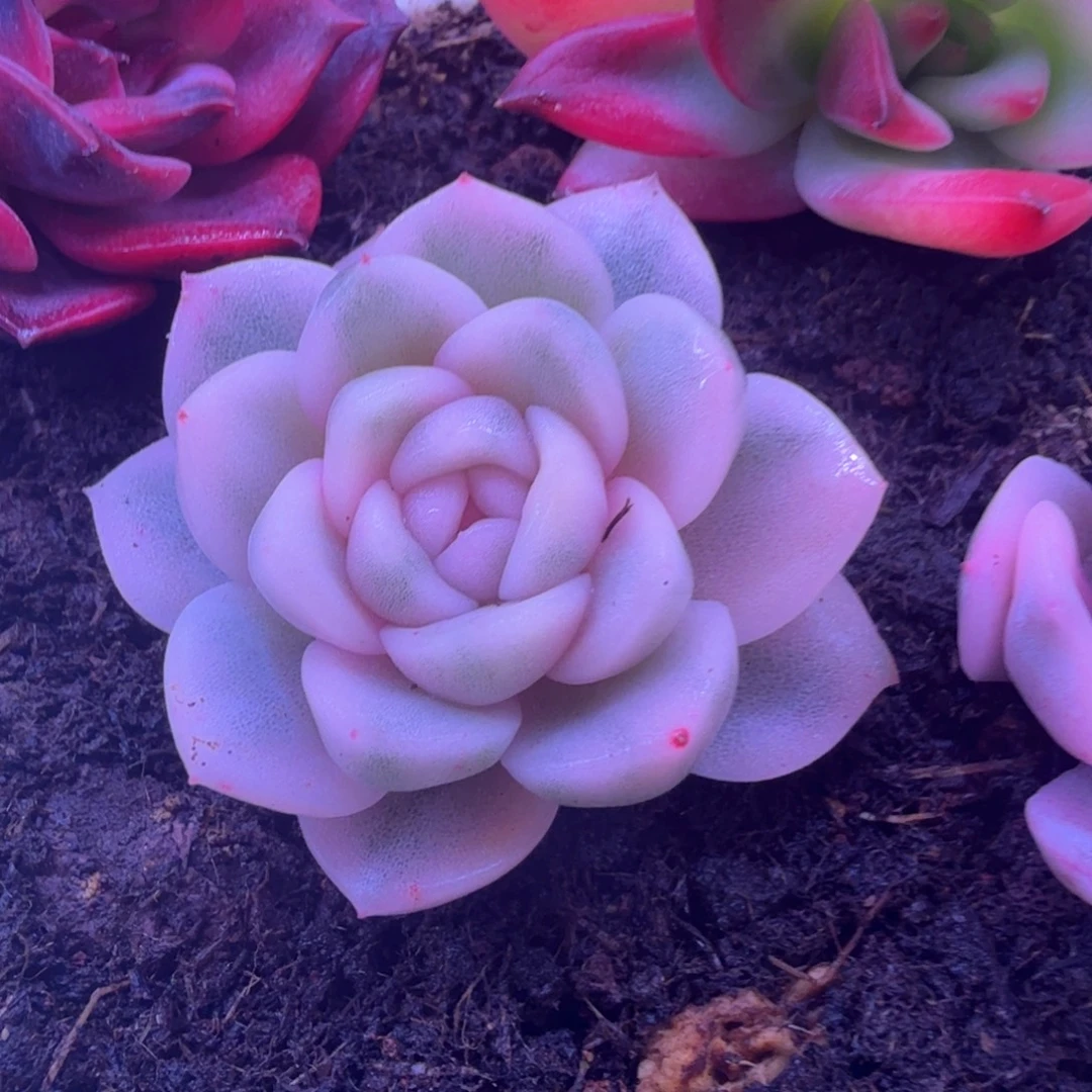 ****葱葱花 多肉植物锦