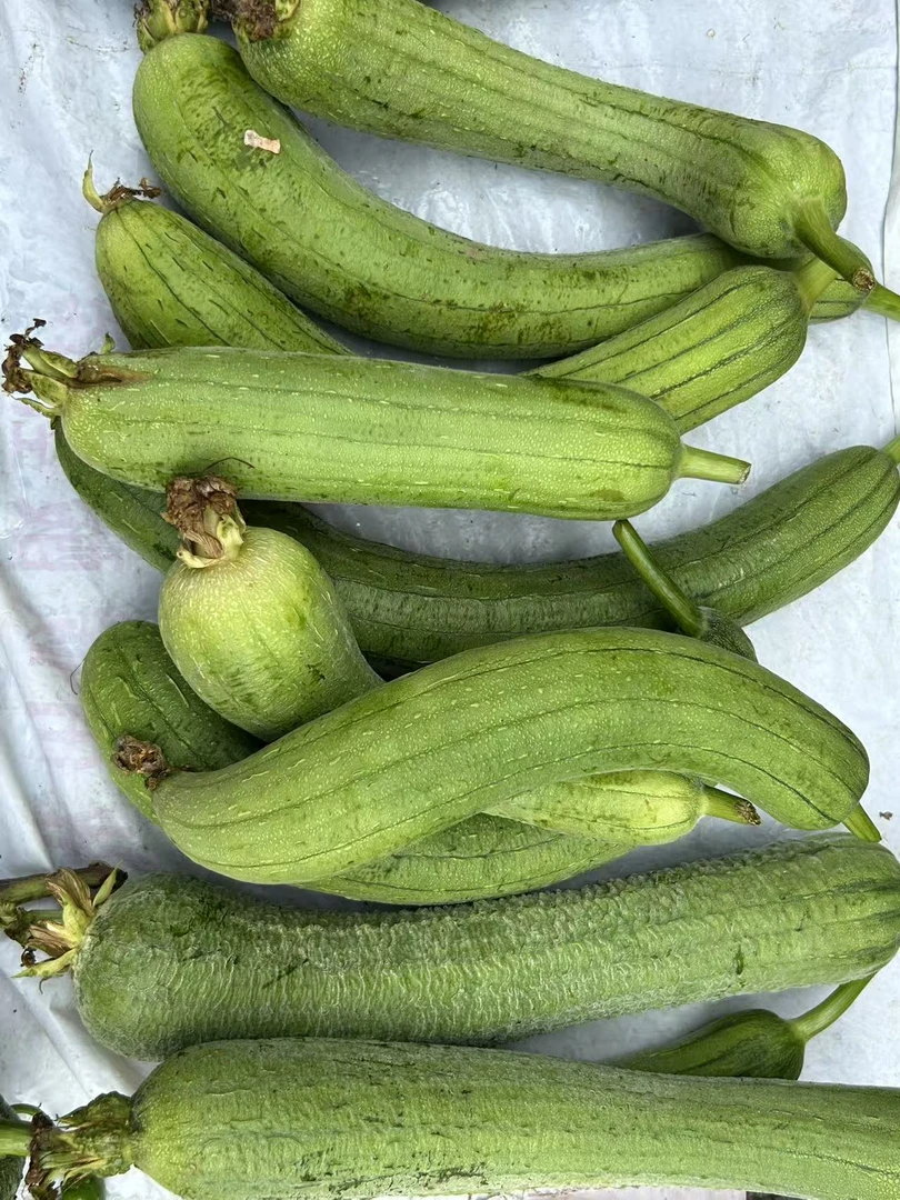 农家种植新鲜短棒丝瓜香甜软糯当季蔬菜