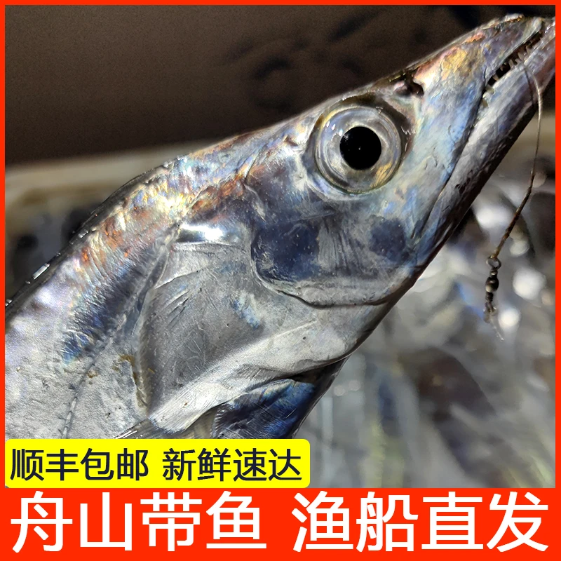 【1斤上/条】舟山海钓带鱼新鲜船钓新嫩大带鱼整条速冻发货5斤包邮