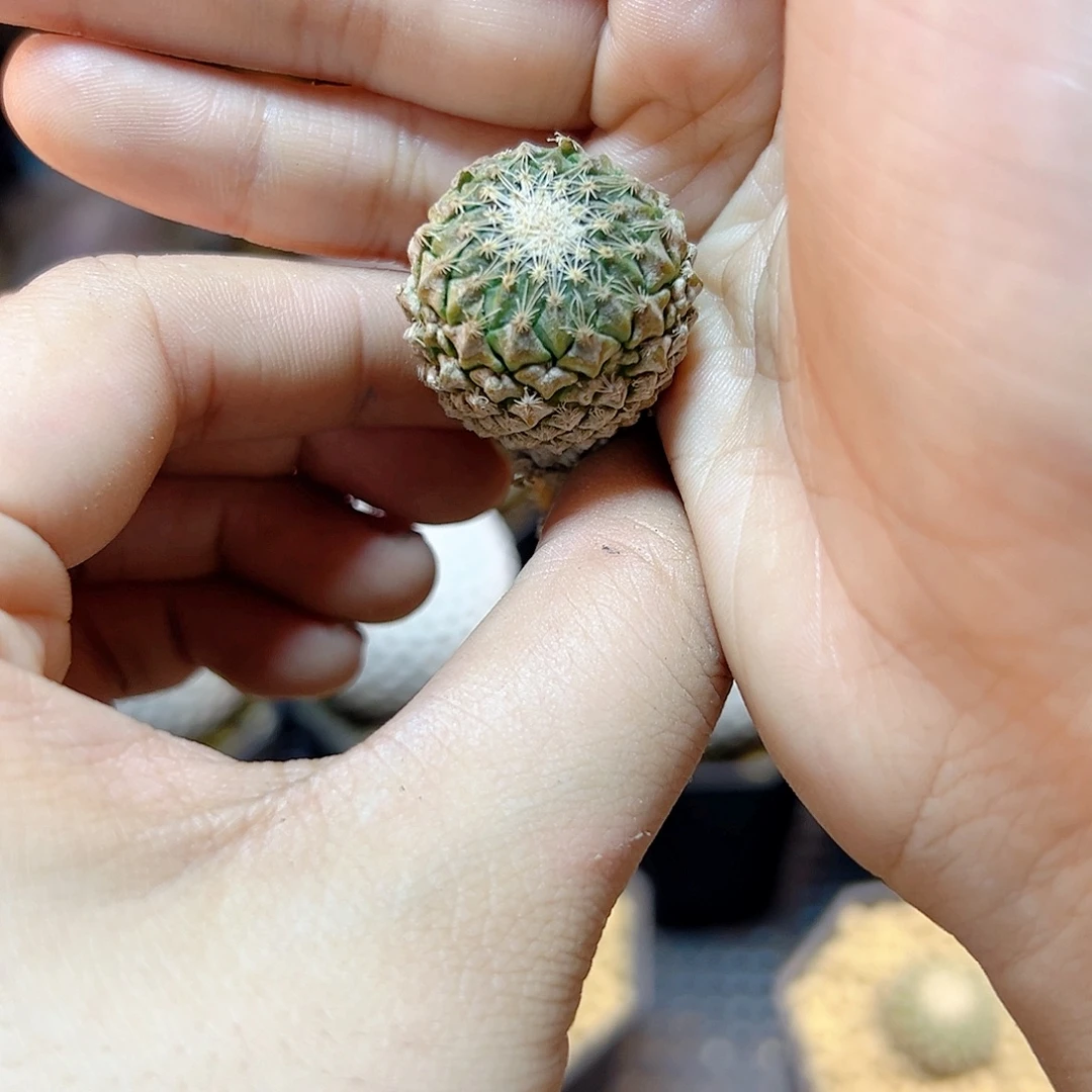 自根银牡丹2.3公分带盆