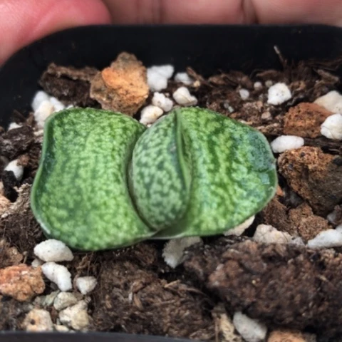 小型蜗牛多肉植物