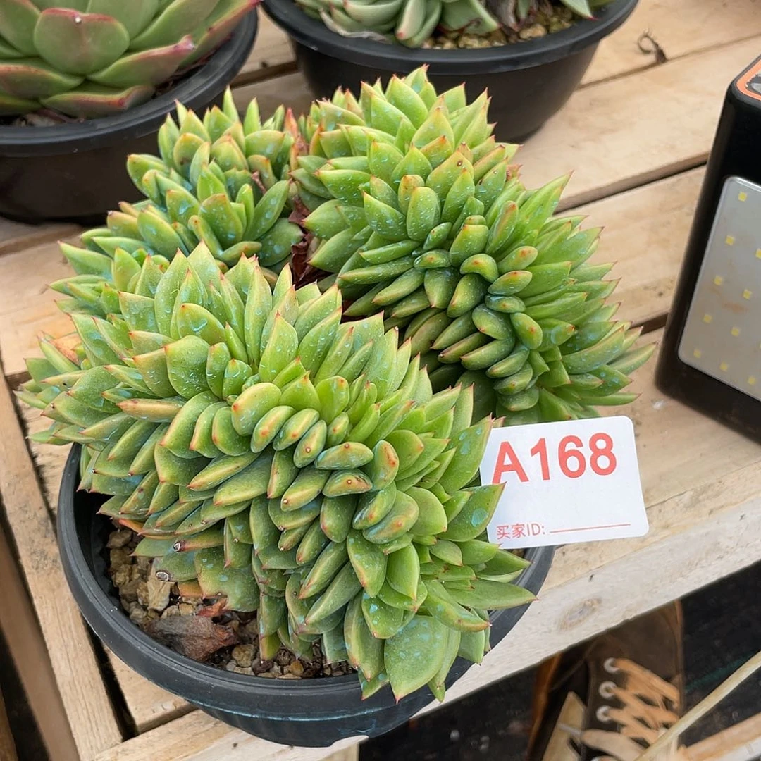 若如东云单拍A168