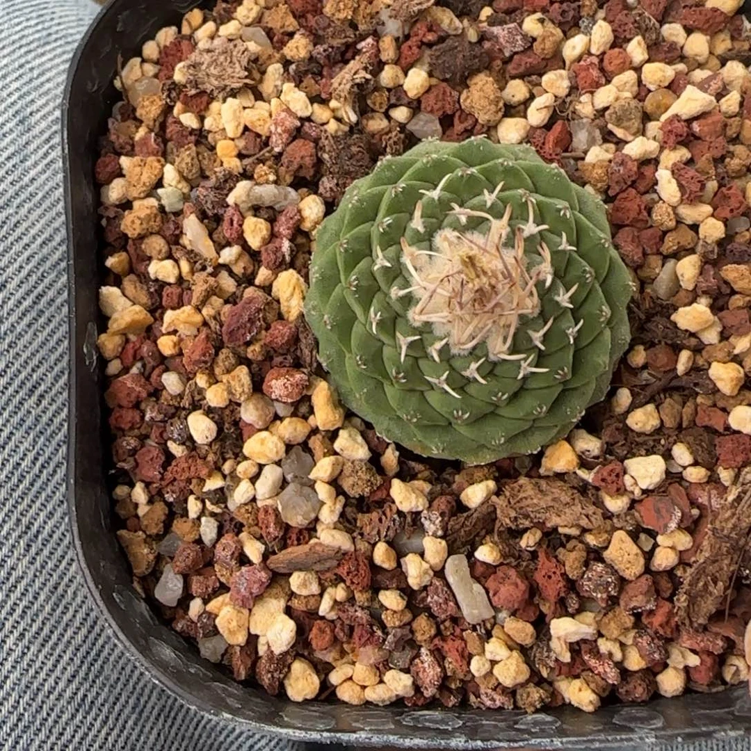 花****521实生3.1菊水多肉