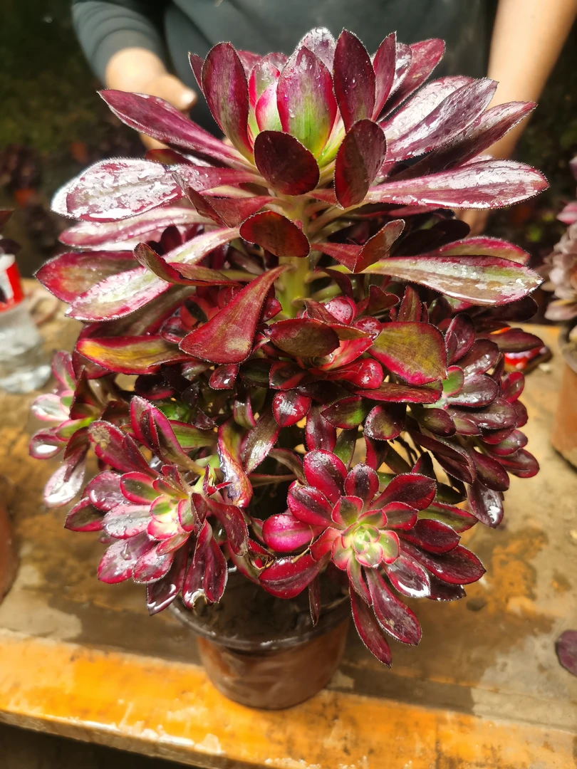 丽娜法师锦 多肉植物室内绿植皮实好养，脱土裸根发货