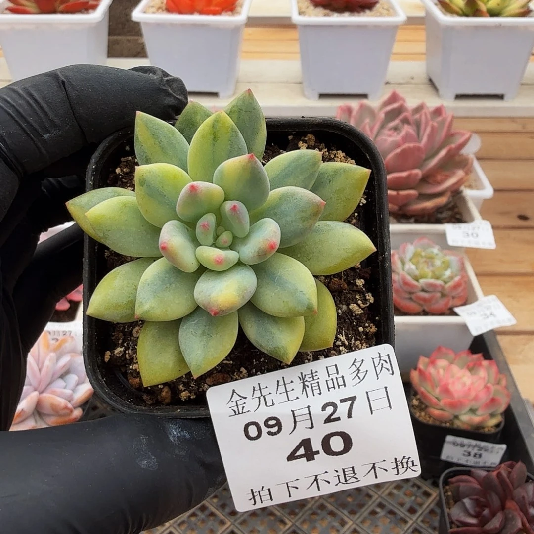 0927-40可爱手指锦