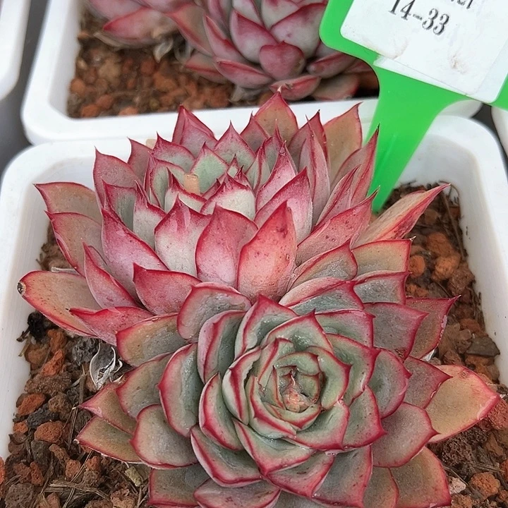 14.33红月光一个