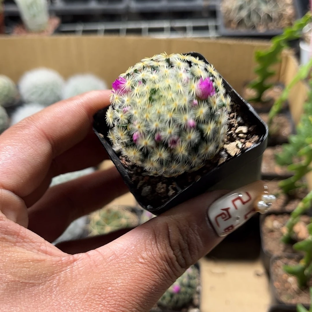 红花明星单头发货单头