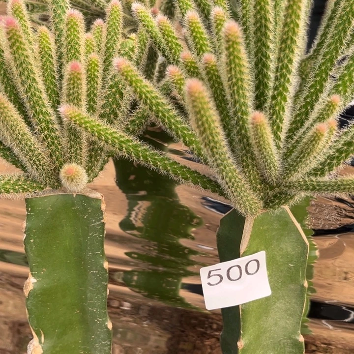 白***天2棵鼠尾紫色^_^500