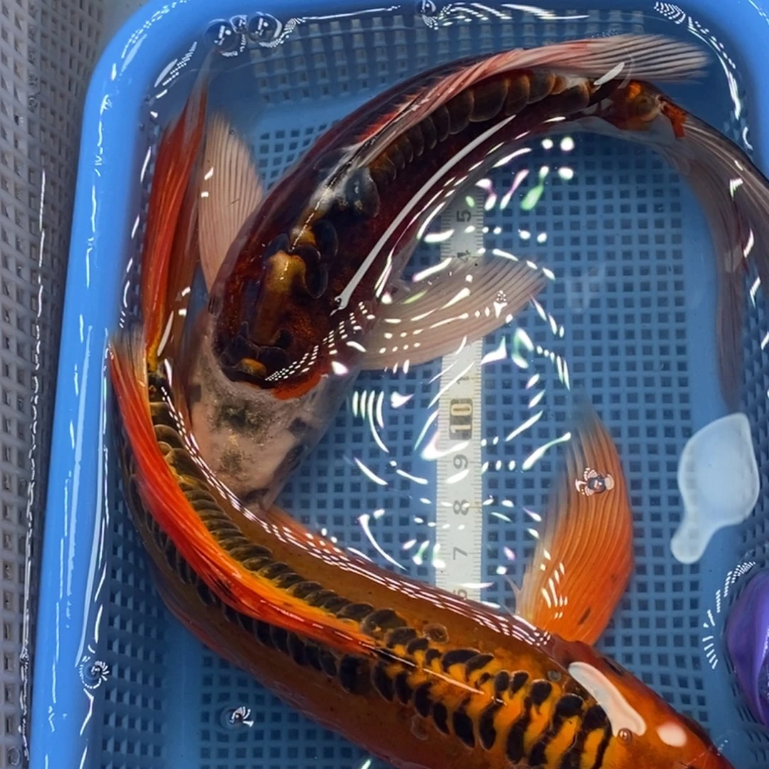 锦鲤冷水锦鲤包邮