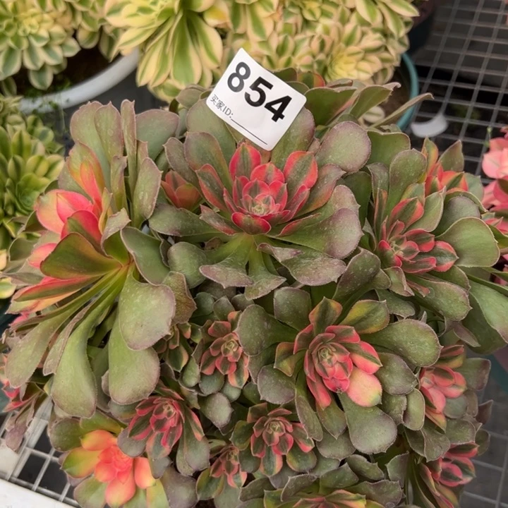 854雅典娜朵朵25厘米左右