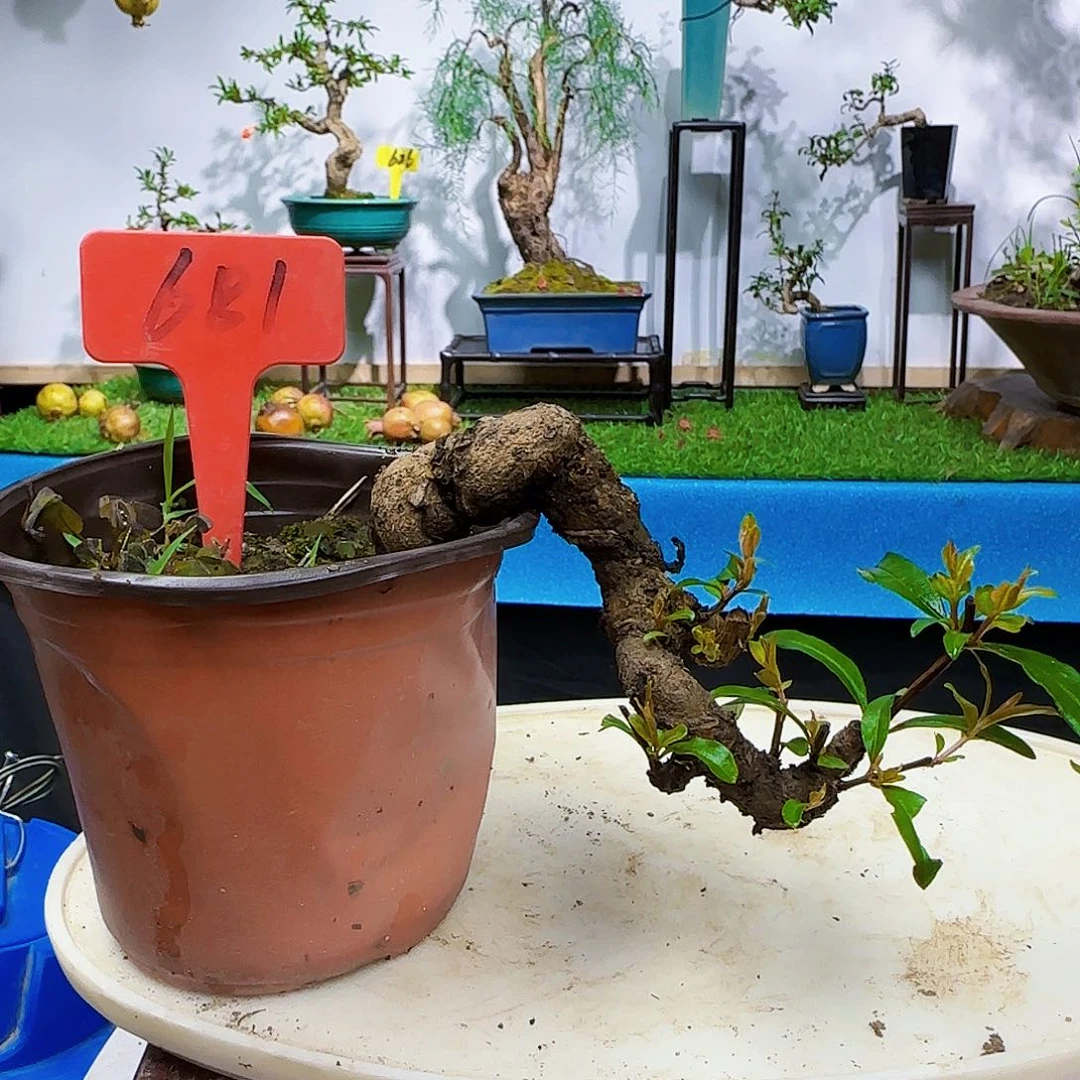 明***3无花朵石榴风格和回家看看