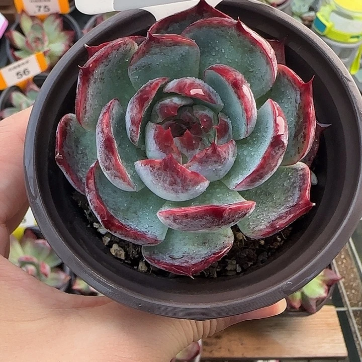 8 惊鸿仙子多肉植物