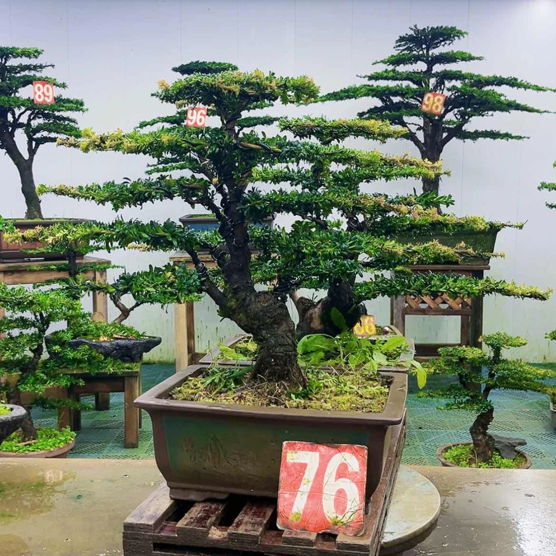 【闪购商品】无花朵星**三