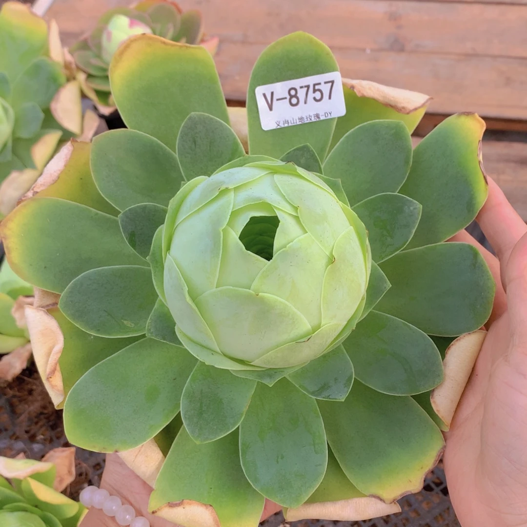 8757巨无霸若画g g g g c c c