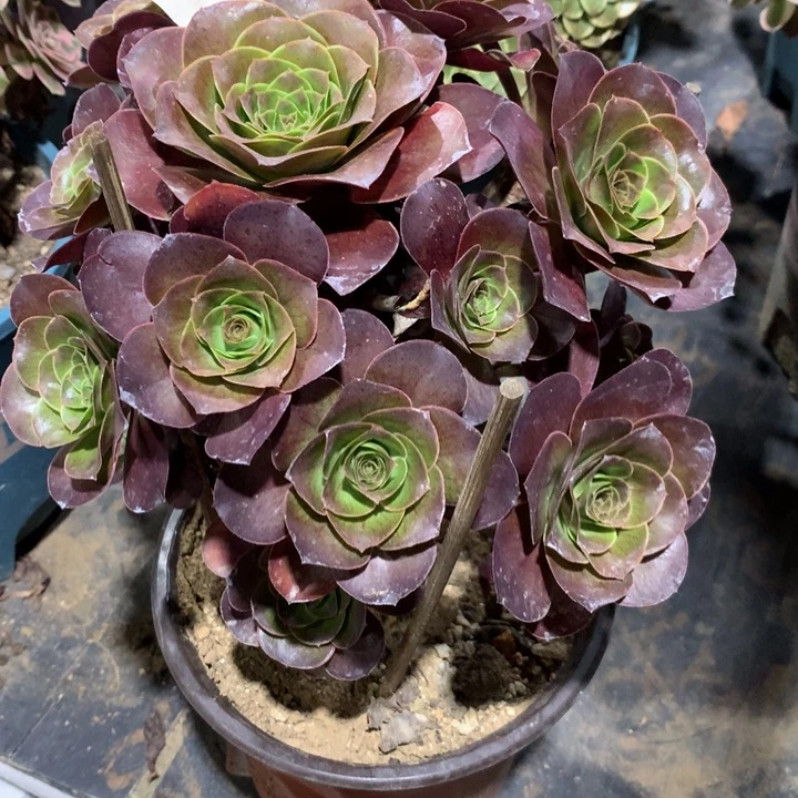 022玫瑰多肉植物特价