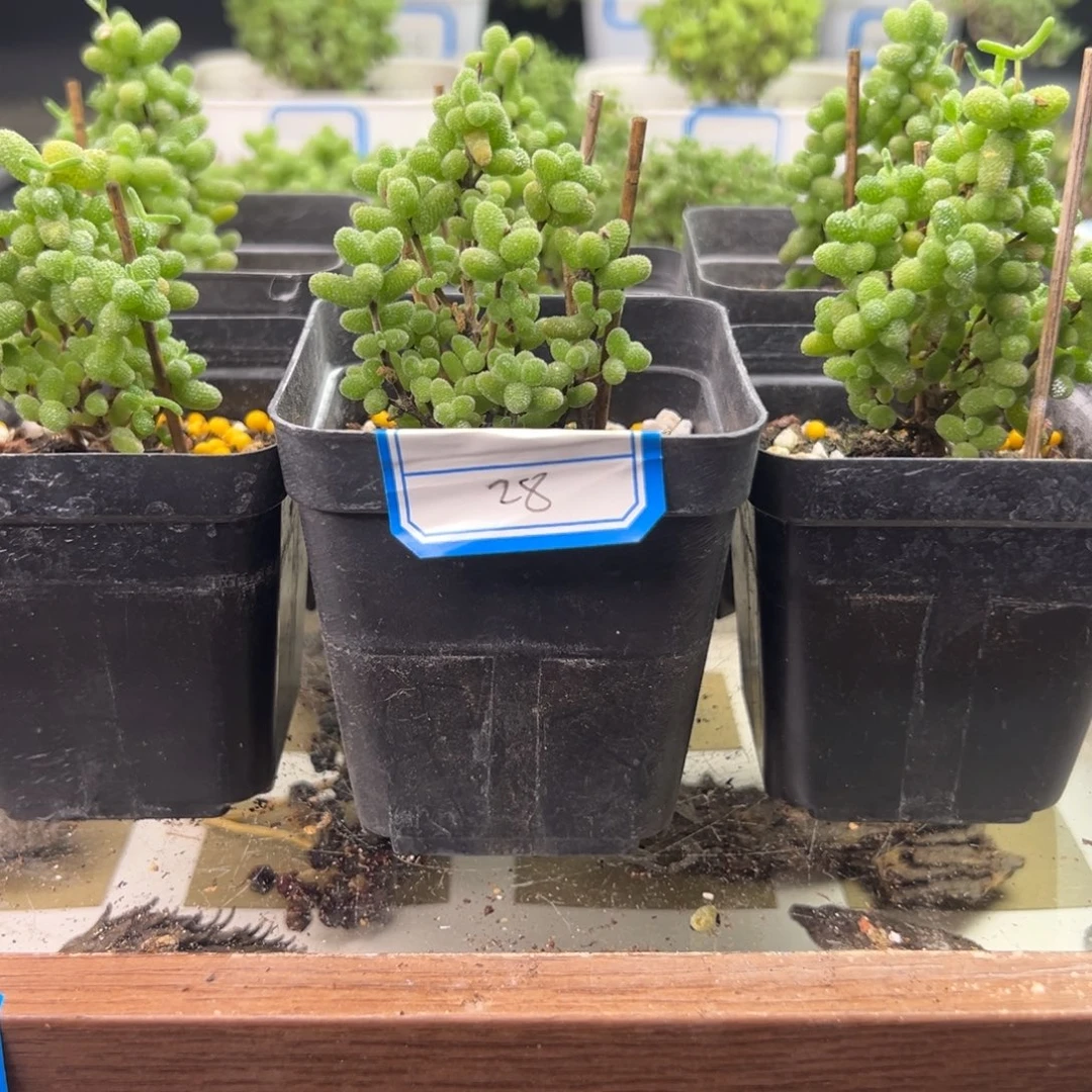 28号链接金桔6颗6.5厘米盆