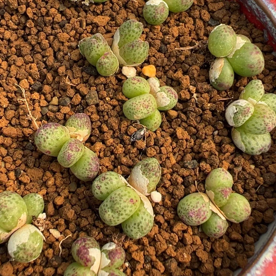 26-19量拍草莓斑马一群，4-5头