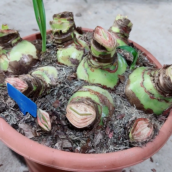 仙女妮芙一坨，带盆土发货
