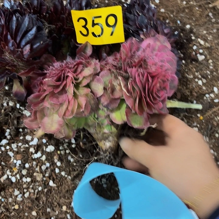 多肉植物福利359