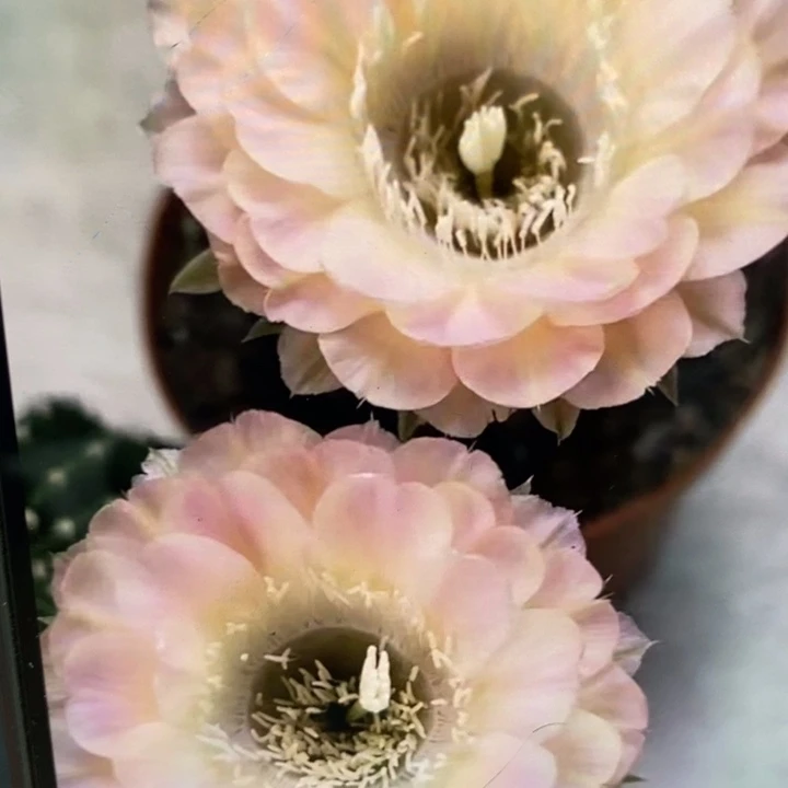 香香重花侧芽3公分左右