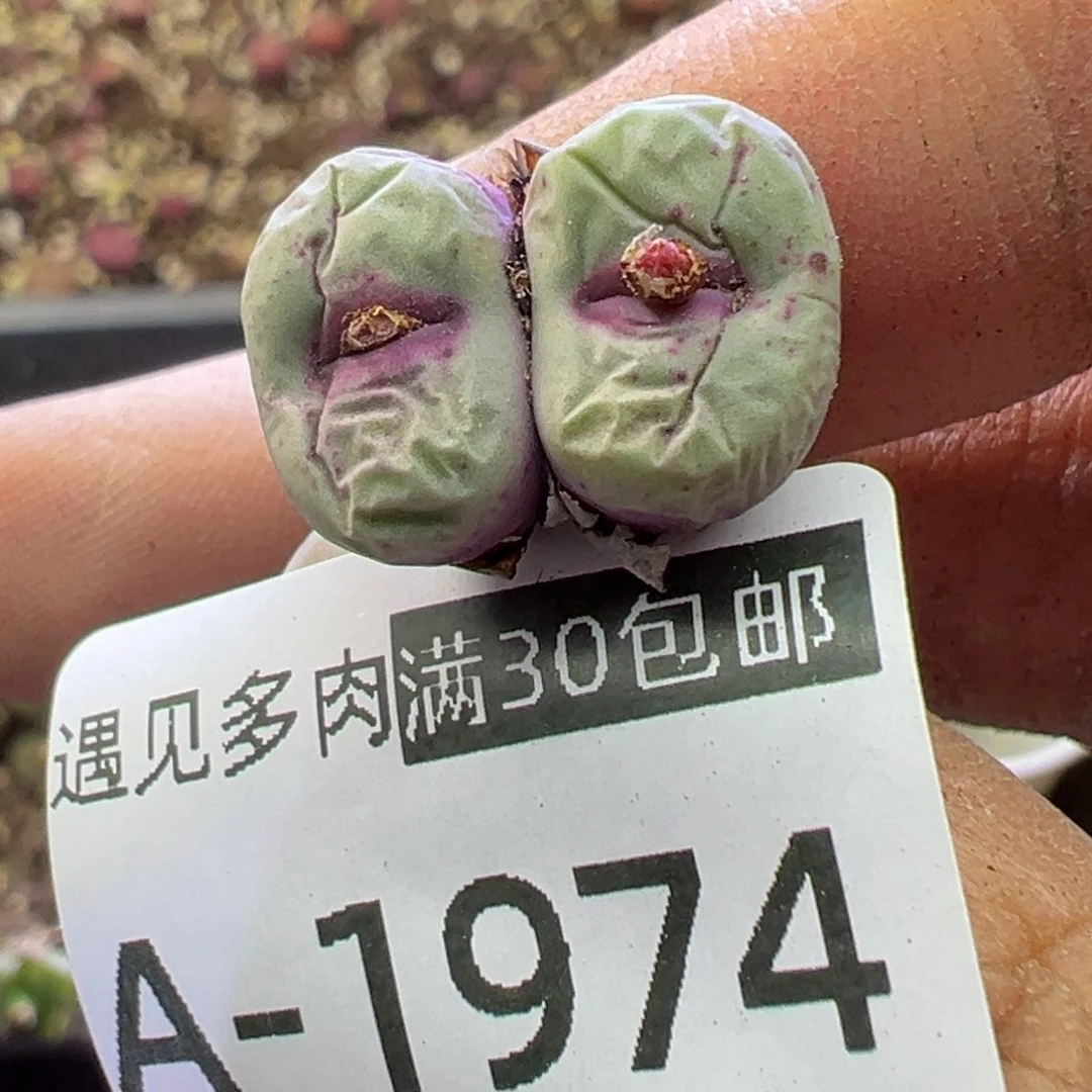 多肉植物111111111111111