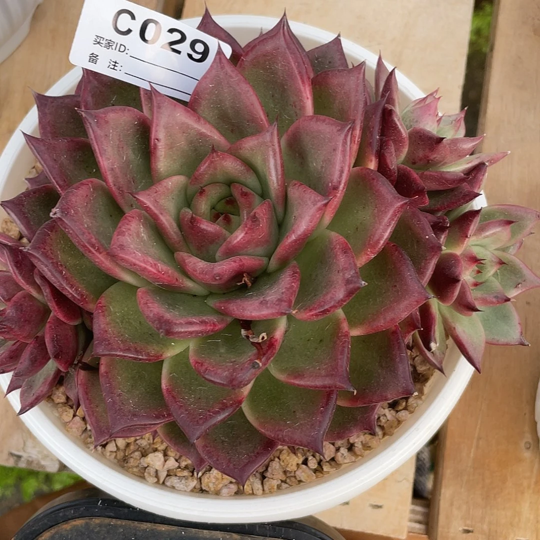 若如东云单拍c029