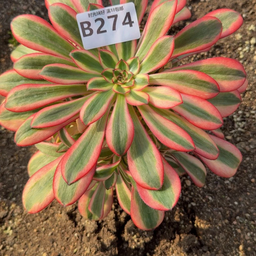 花*子274初恋。多肉植物