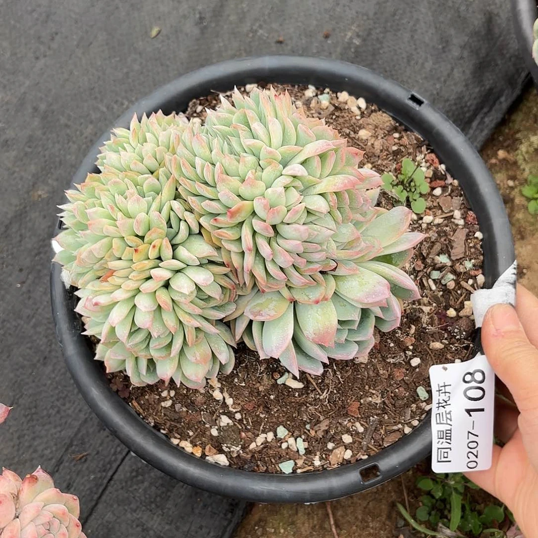 同温层多肉莎莎缀108