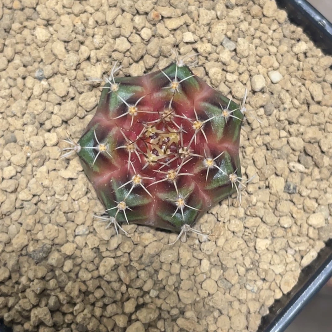 当前无花朵，栽培后可花朵皮色球