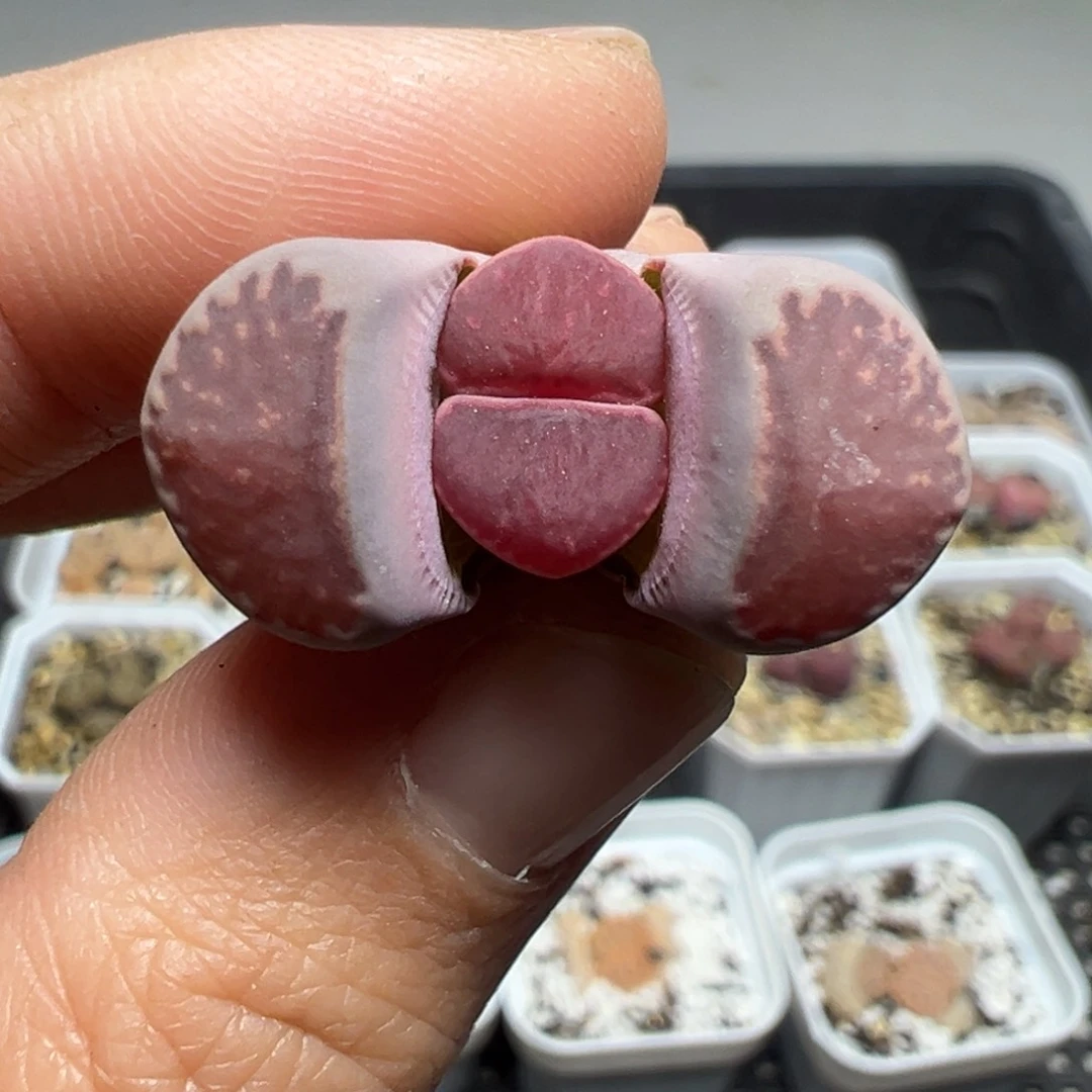 【闪购商品】723……