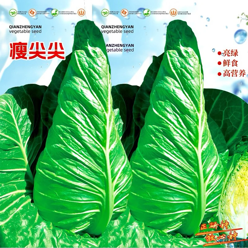 瘦尖尖甜脆牛心甘蓝种子杂交高尖黄心无筋甘蓝包心菜卷心菜种籽子