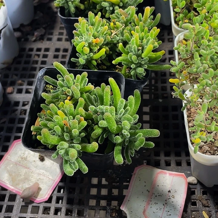 枝干翻杏带盆土发