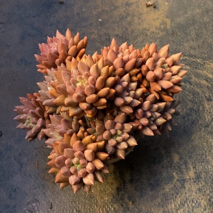 ╰*花多肉植物一物一拍