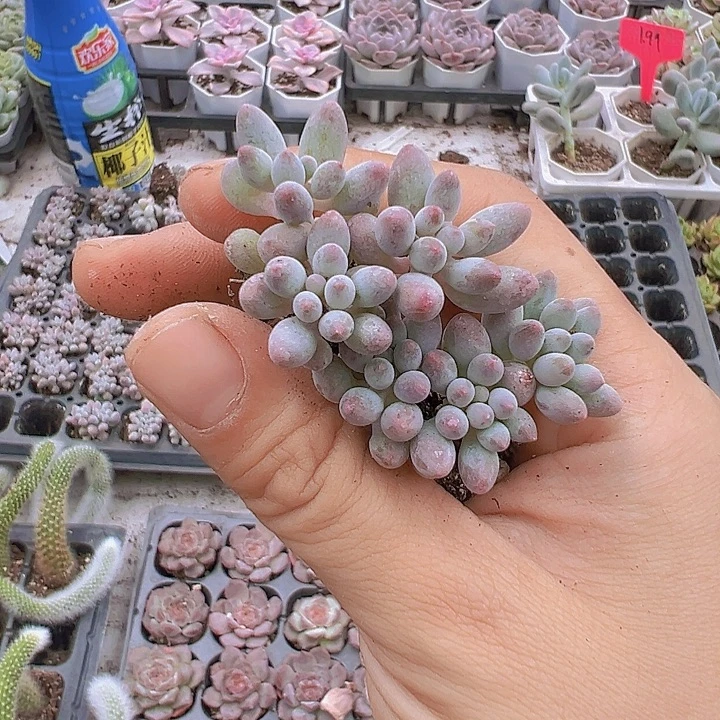 手指群苗3颗多肉植物