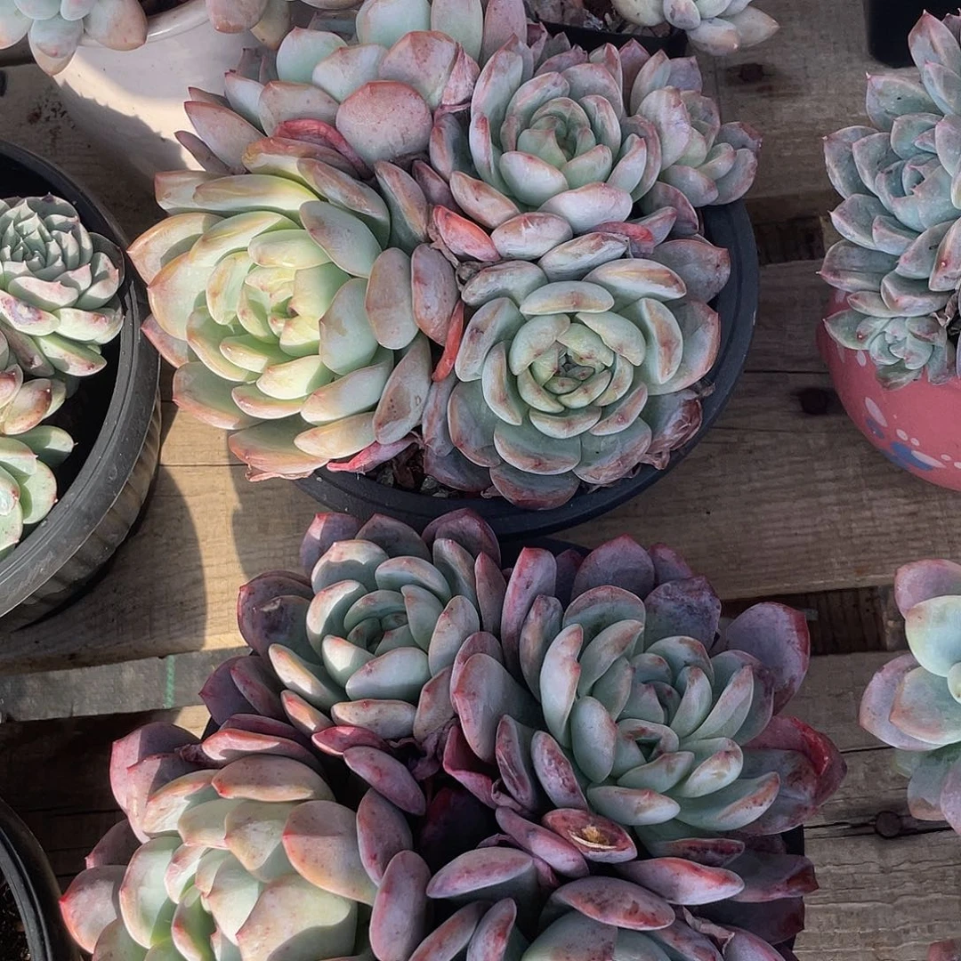 两盆全明星群生多肉