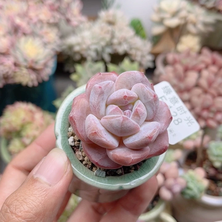 128 星影 带陶瓷盆发货 满28包邮