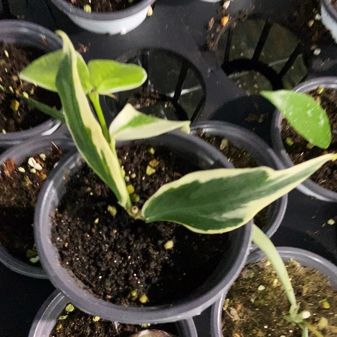 用***4完全开放鱼尾外锦