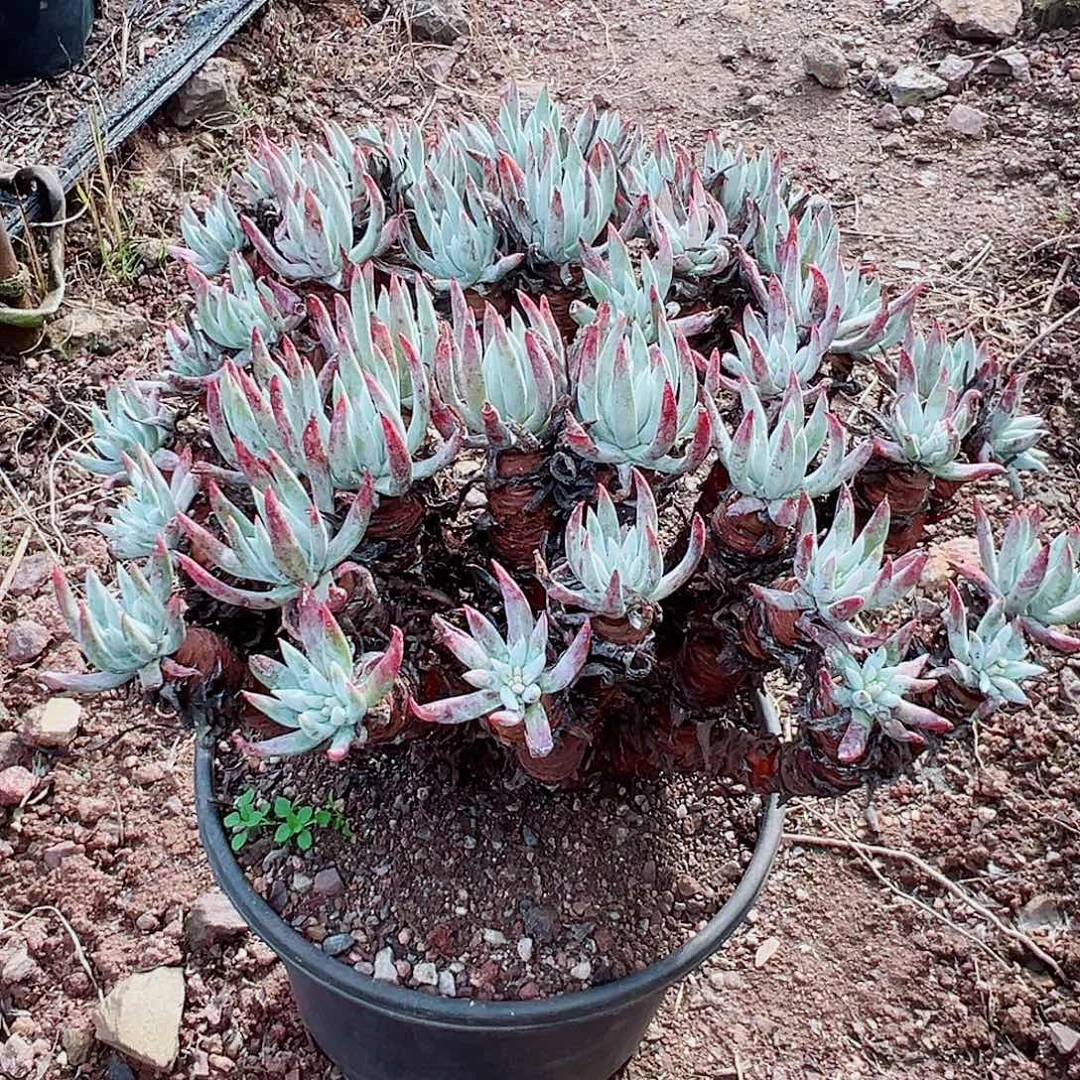 我***^9424雪花仙女杯多肉