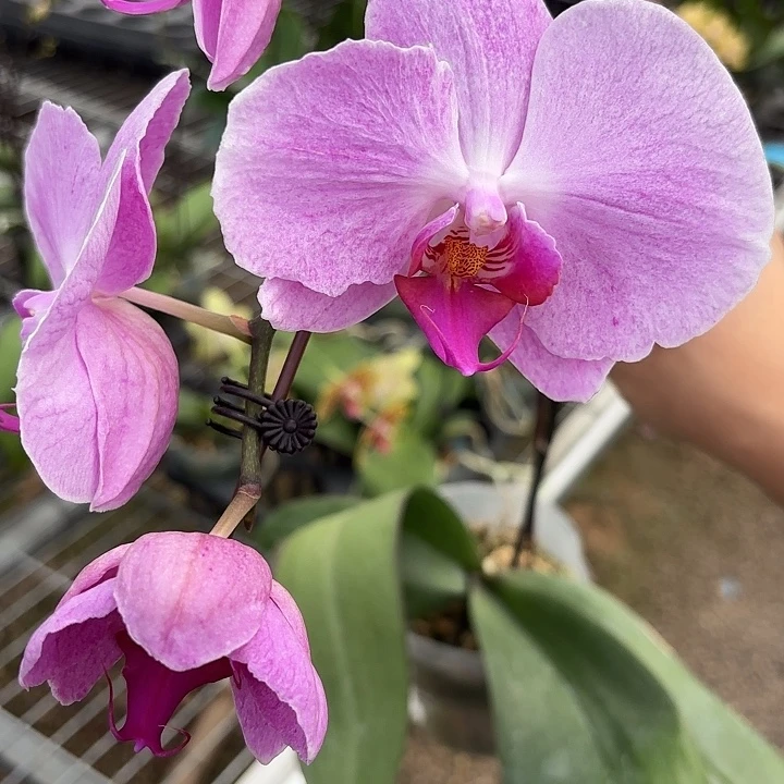 哆***啦完全开放0445蝴蝶兰一物一拍