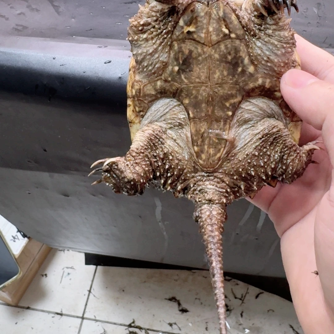 小鳄龟不分公母11