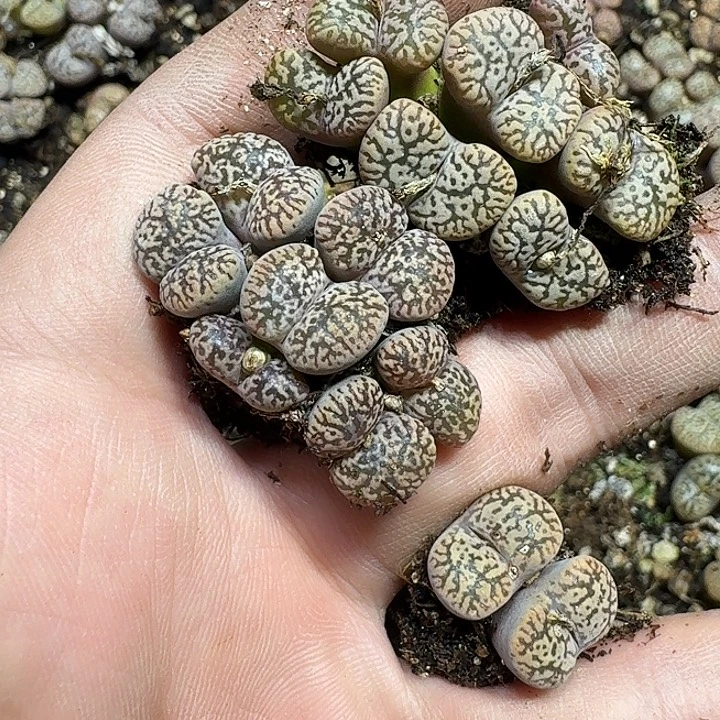 ****¼287 多肉植物多肉植物