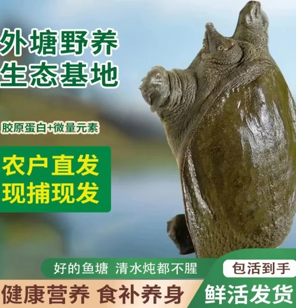 【5只装5-6斤湖南外塘甲鱼】正宗外塘散养生态甲鱼青鱼青背鲜活到家