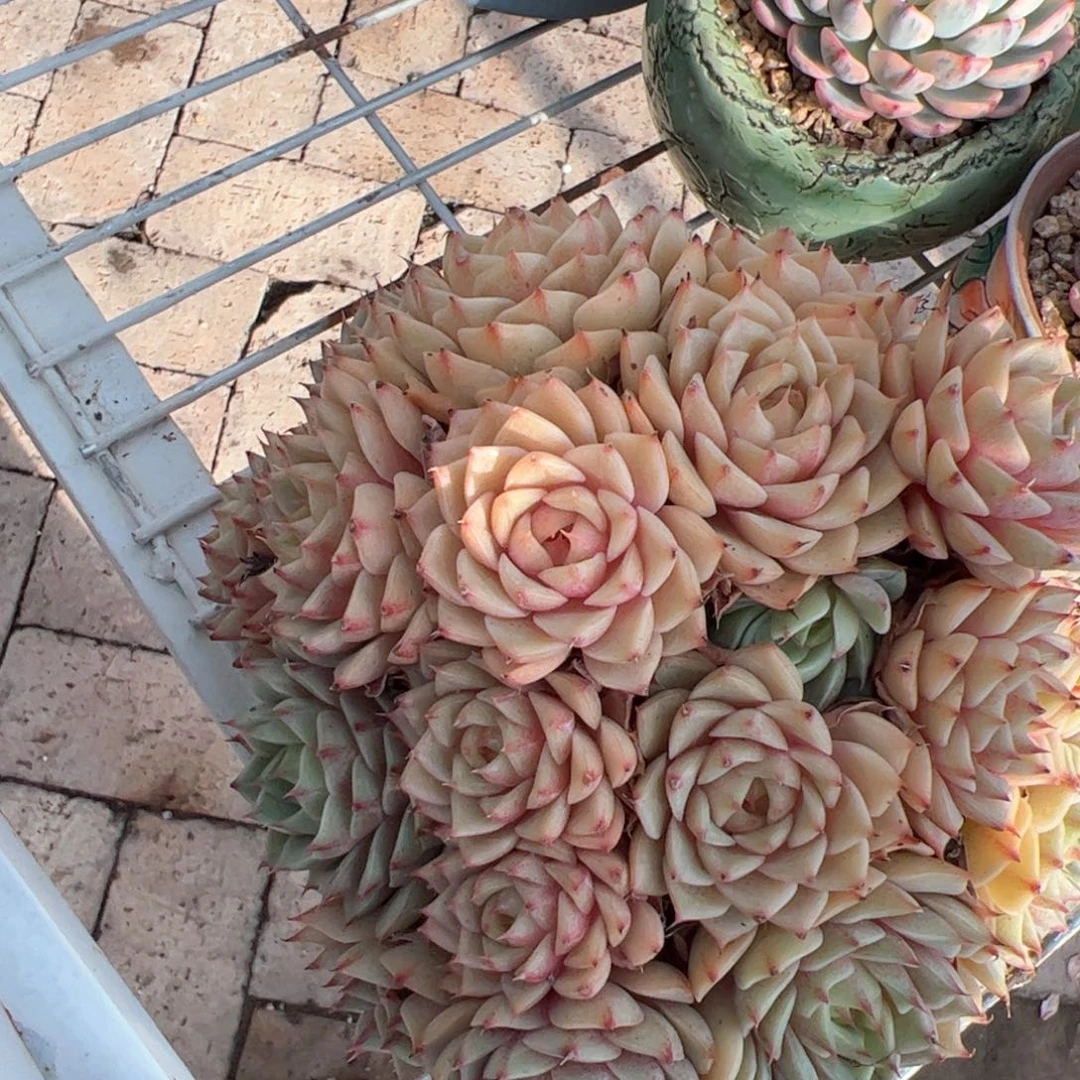 新疆包邮 苯巴群