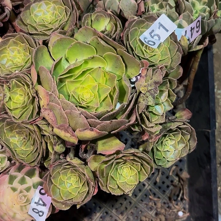 651雨荷多肉植物不售后