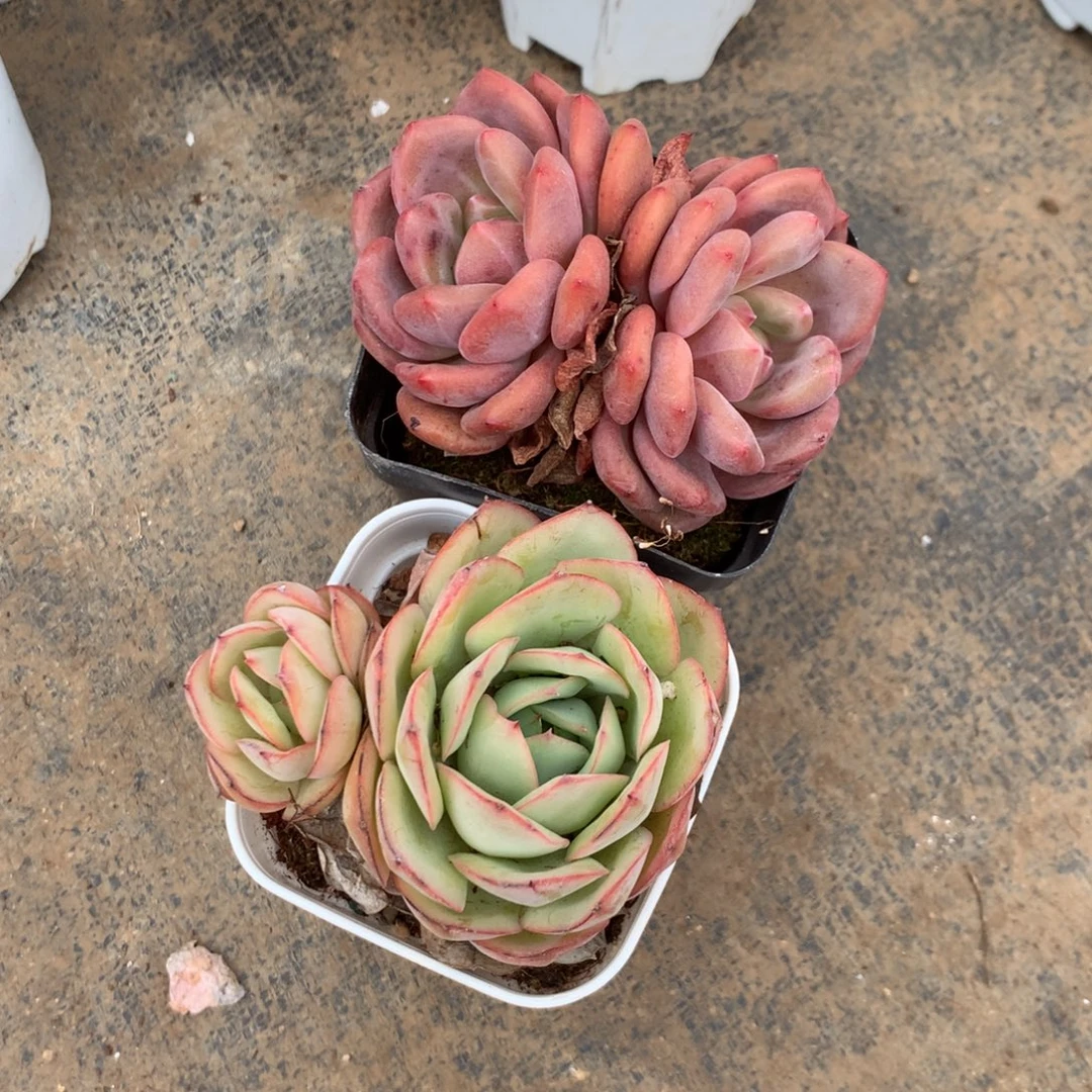 你说是谁在的呀怎么