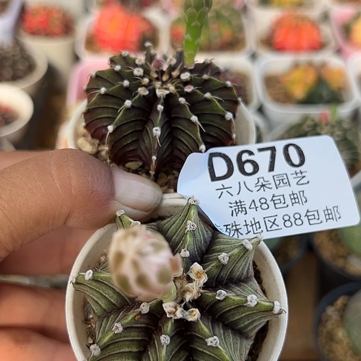 670号特价福利实生肋骨2个多肉植物