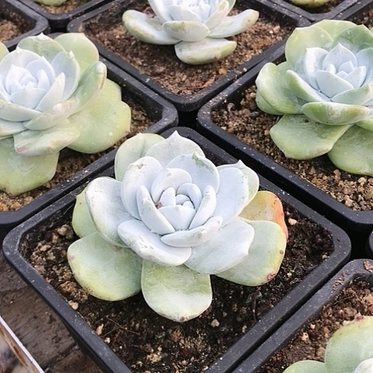 雪山拇指仙女棒杯