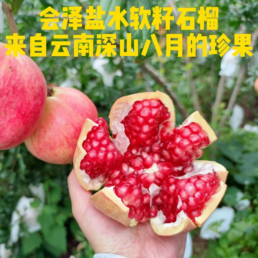 会泽软籽石榴新鲜采摘爆甜多汁当季水果籽软可食老少皆宜大果